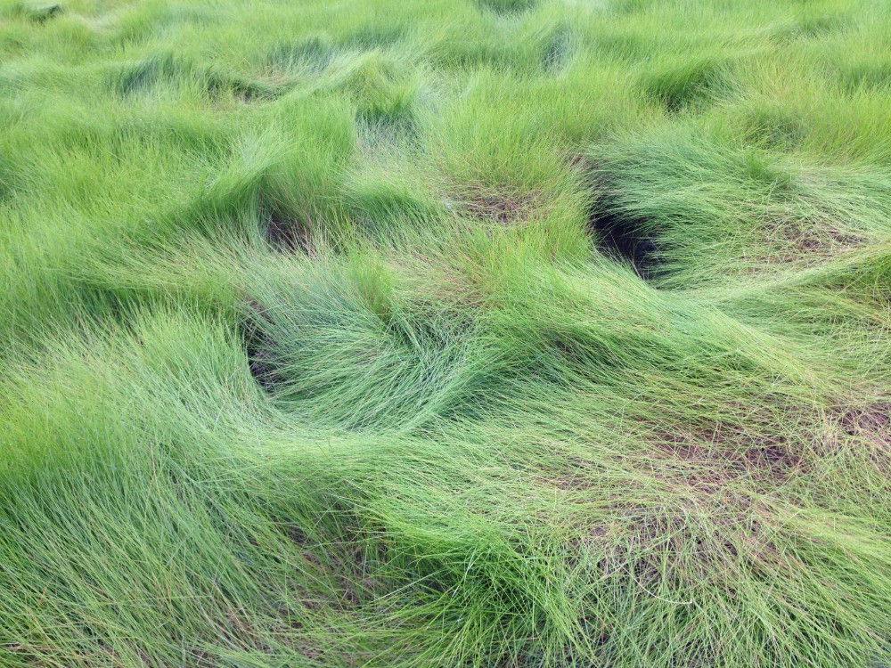 spartina_patens_1